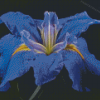 Bloom Blue Irises rose Diamond Painting