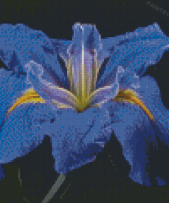 Bloom Blue Irises rose Diamond Painting