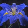 Bloom Blue Irises rose Diamond Painting