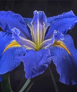 Bloom Blue Irises rose Diamond Painting