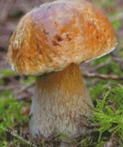 Boletus Edulis Mushroom Diamond Painting