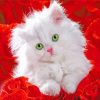 Cat And Red Roses Diamond Painting