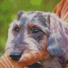 Close Up Wire Haired Dachshund Diamond Painting