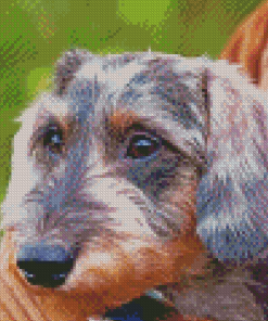 Close Up Wire Haired Dachshund Diamond Painting