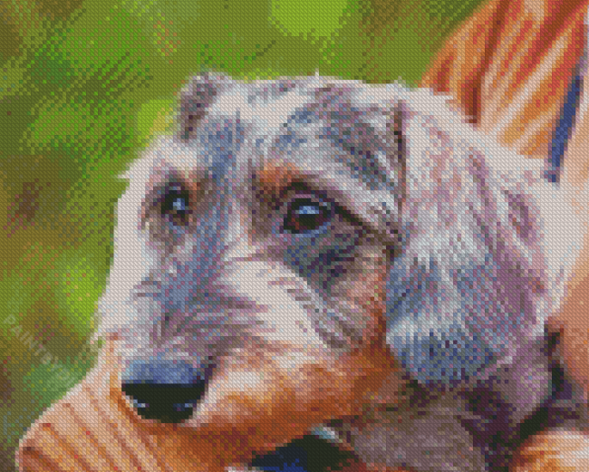 Close Up Wire Haired Dachshund Diamond Painting