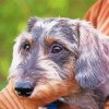 Close Up Wire Haired Dachshund Diamond Painting