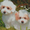 Cotton Tulear Dogs Diamond Painting