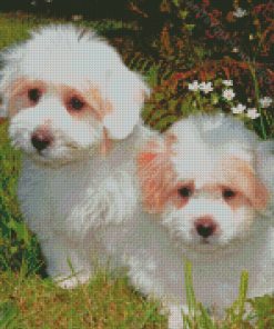 Cotton Tulear Dogs Diamond Painting