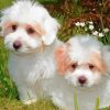 Cotton Tulear Dogs Diamond Painting