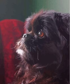 Cute Black Pomeranian Diamond Painting