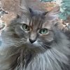 Cute Long Hair Grey Cat Diamond Painting