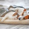 Cute Sleeping Dog And Cat Diamond Painting