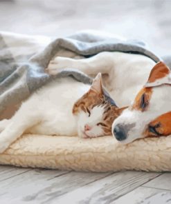 Cute Sleeping Dog And Cat Diamond Painting