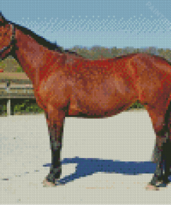 Dark Brown Horse Diamond Painting