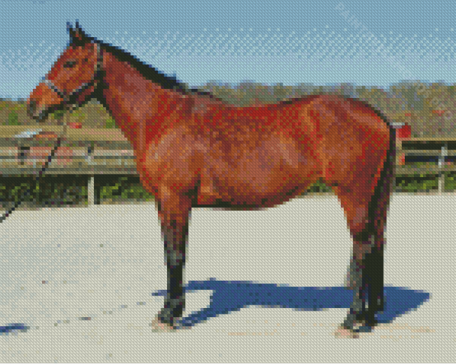 Dark Brown Horse Diamond Painting