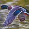 Duck Flying Diamond Painting