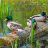 Ducks On A Pond Diamond Painting