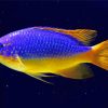 Fiji Blue Devil Damselfish Diamond Painting