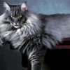 Fluffy Long Hair Grey Cat Diamond Painting