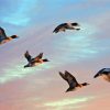 Flying Waterfowls In Sunset Diamond Painting