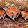 Fox Cubs Diamond Painting