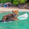 Funny Dog With Surfboard Diamond Painting