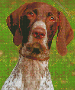 German Shorthair Dog Animal Diamond Painting