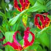 Gloriosa Lilies Plants Diamond Painting