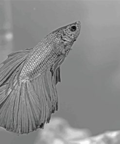 Gray Betta Fish Diamond Painting