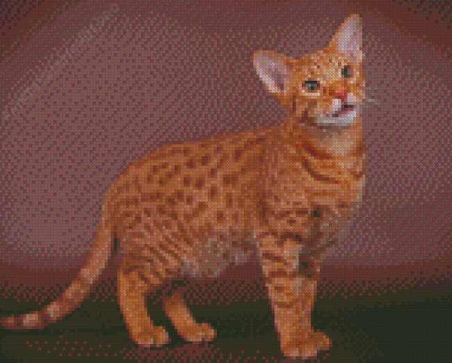 Ocicat Animal Diamond Painting