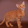 Ocicat Animal Diamond Painting