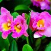 Pink Cattleya Flower Diamond Painting