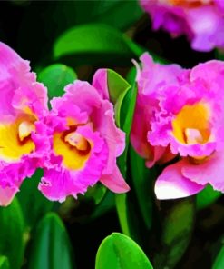 Pink Cattleya Flower Diamond Painting