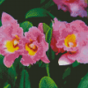 Pink Cattleya Flower Diamond Painting