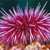 Pink Urchin Diamond Painting