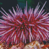 Pink Urchin Diamond Painting