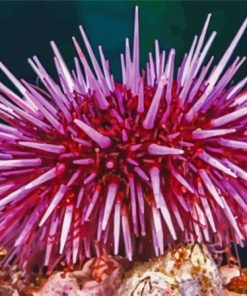 Pink Urchin Diamond Painting