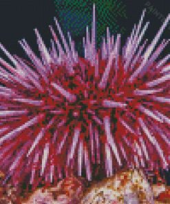 Pink Urchin Diamond Painting