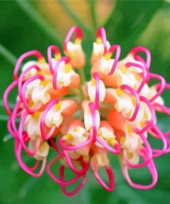 Pink And White Grevillea Plant Diamond Painting