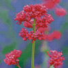 Pink Valerian Flowering Plant Diamond Painting