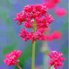 Pink Valerian Flowering Plant Diamond Painting