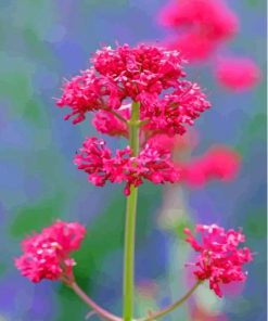 Pink Valerian Flowering Plant Diamond Painting