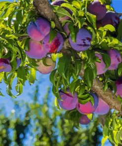 Plum Fruit Tree Diamond Painting