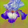 Purple Bearded Iris Flowering Plants Diamond Painting