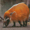 Red River Hog Animal Diamond Painting