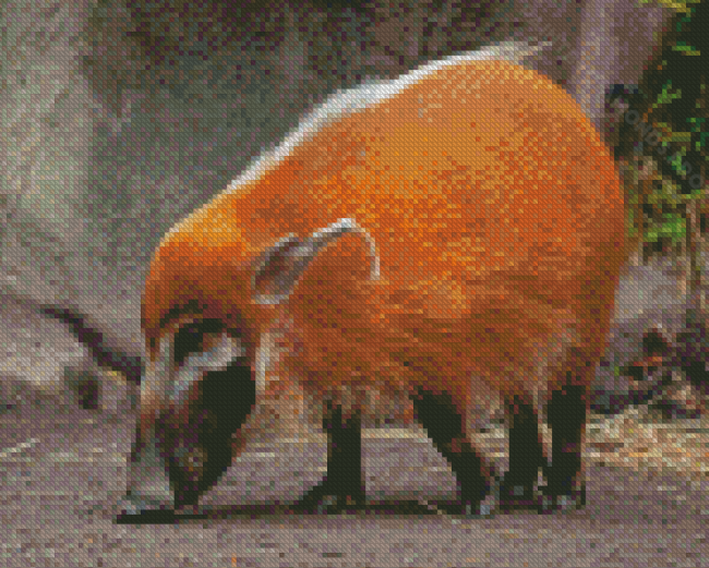 Red River Hog Animal Diamond Painting