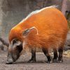 Red River Hog Animal Diamond Painting