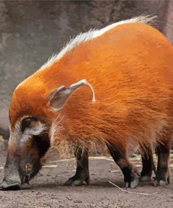 Red River Hog Animal Diamond Painting