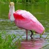 Roseate Spoonbill Diamond Painting