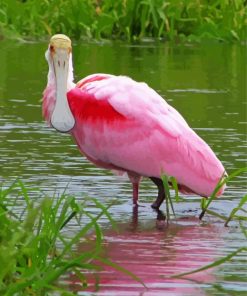 Roseate Spoonbill Diamond Painting